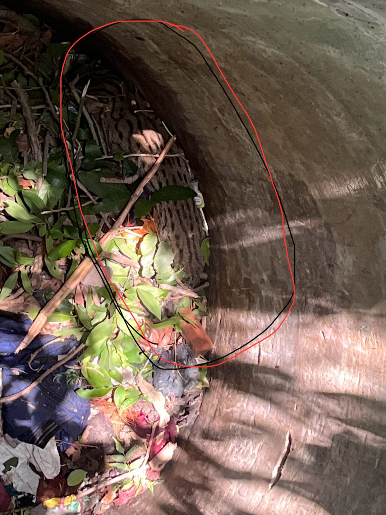 There was noise of leopard cub falling in the well, then saw a wild cat lying there.