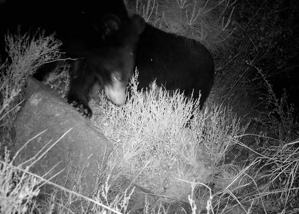 The department is keeping an eye on wild animals and illegal felling in the forests through trap cameras.