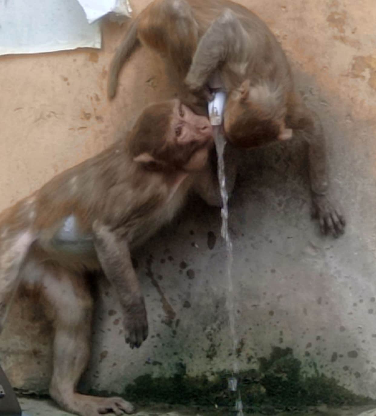 10 monkeys killed in Bemetara district Forest Department woke up after video went viral