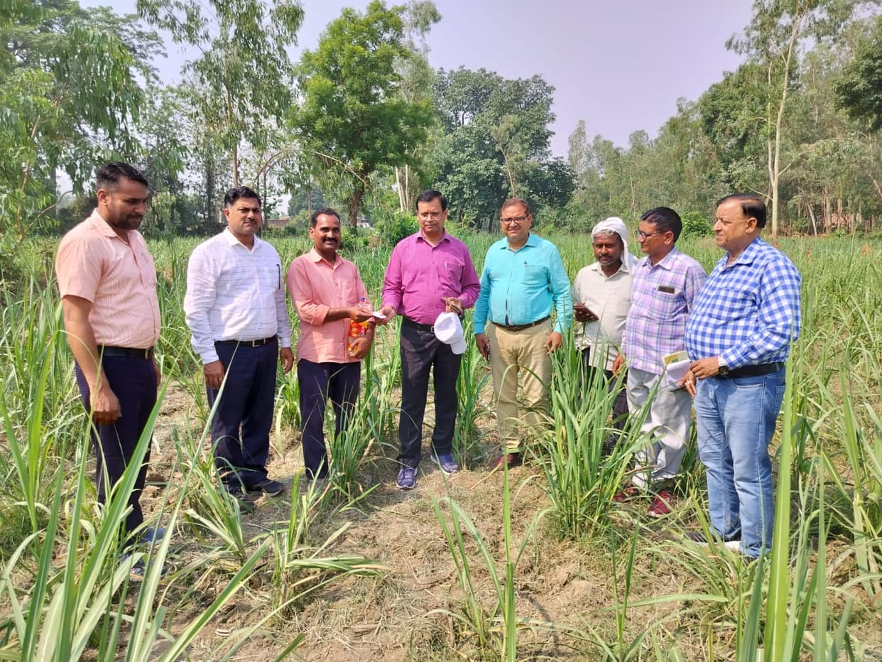 Information given to protect against braid borer insect
