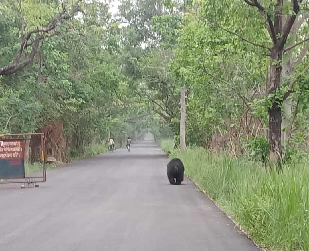 Bear came on Khatima road, pedestrians riding bicycle got scared