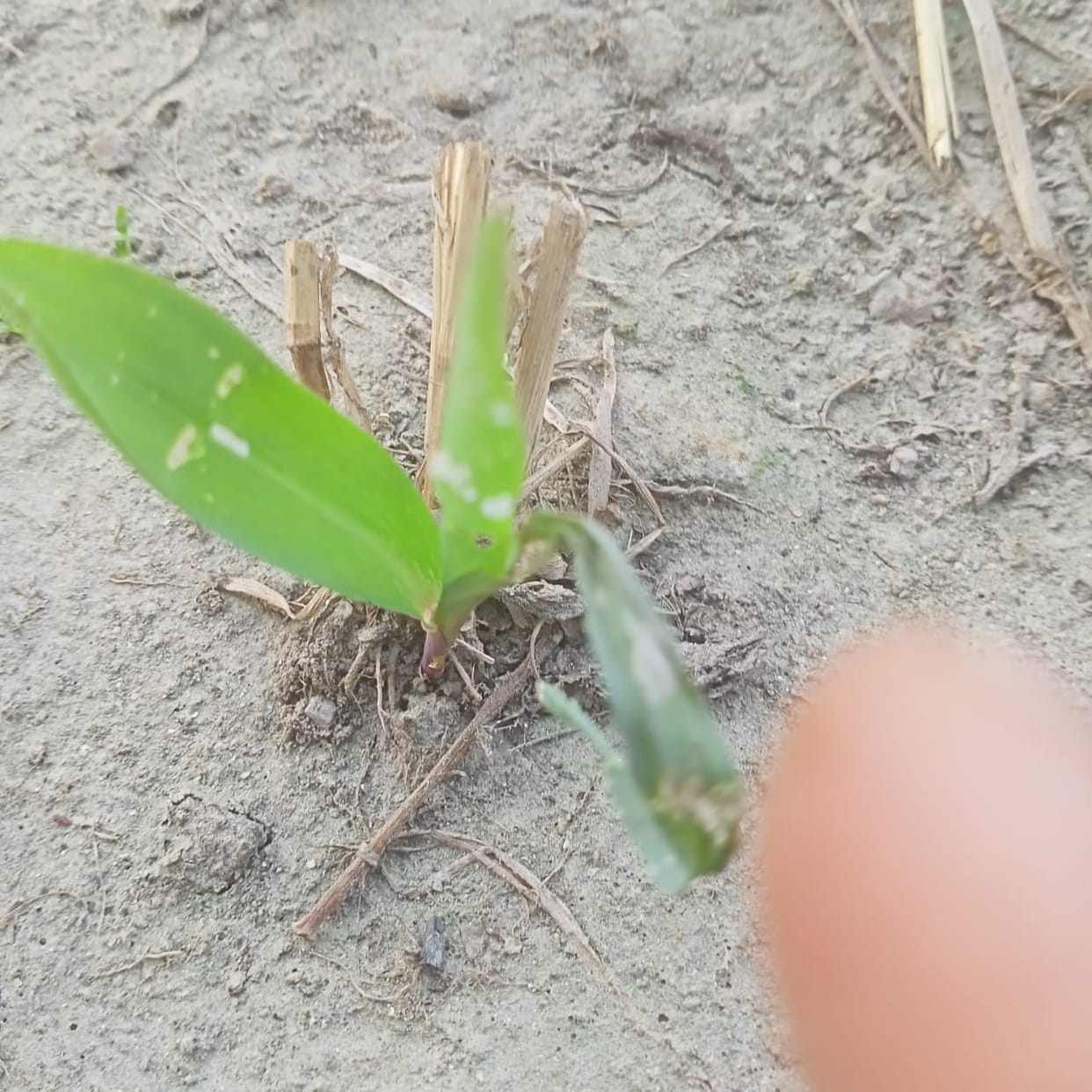 Insect attack on maize crop, increased problems for farmers
