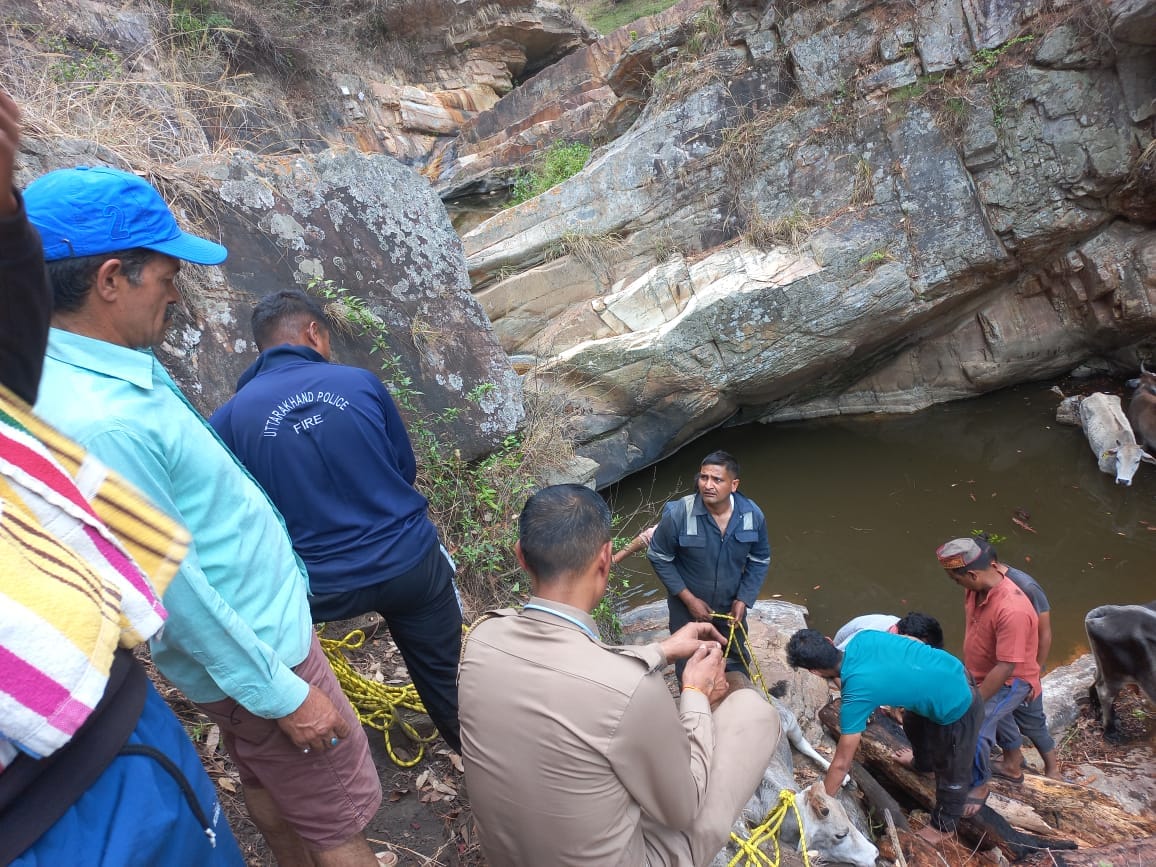 Fire team Rescued six Cows