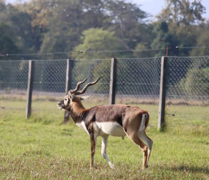 A black deer died in Chand Khamaria, last rites performed with full respect