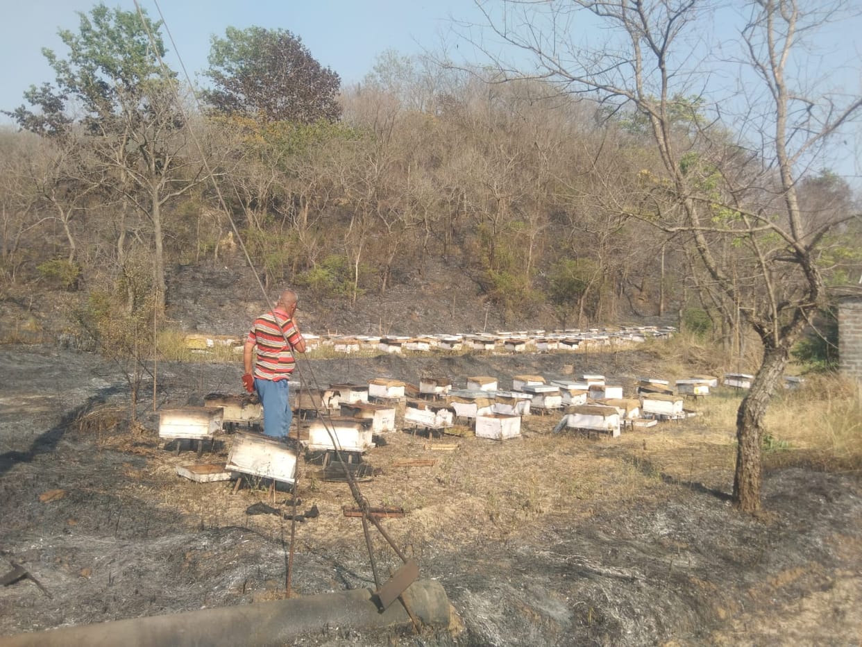 50 bee boxes burnt due to forest fire