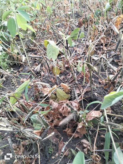 खेत में पड़ी किसान की फसल