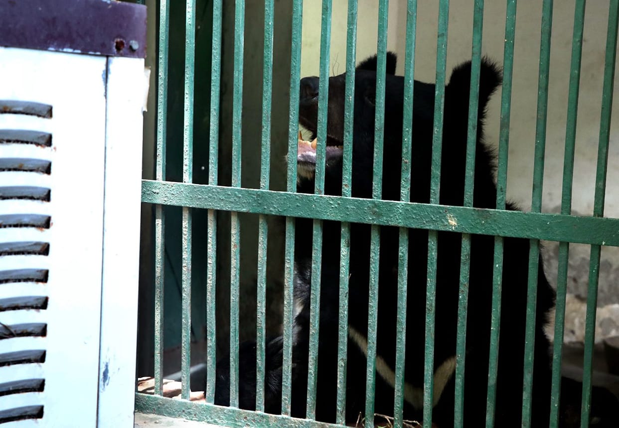 Heat becomes a problem for wild animals, resort to cooler