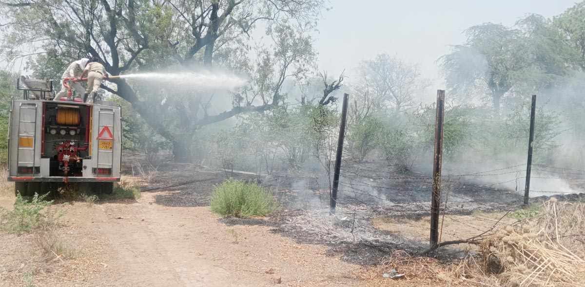 Grass fire broke out near residential quarters of Bhattu station, many trees burnt