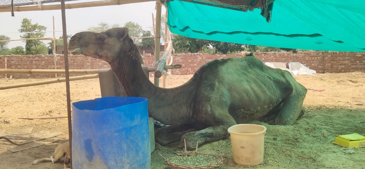 Jaspal and his companions are giving life to injured birds and animals.
