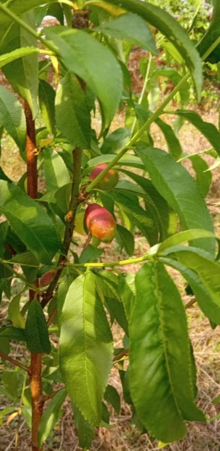 Successful production of nectarine in Timilabagad of Kapkot