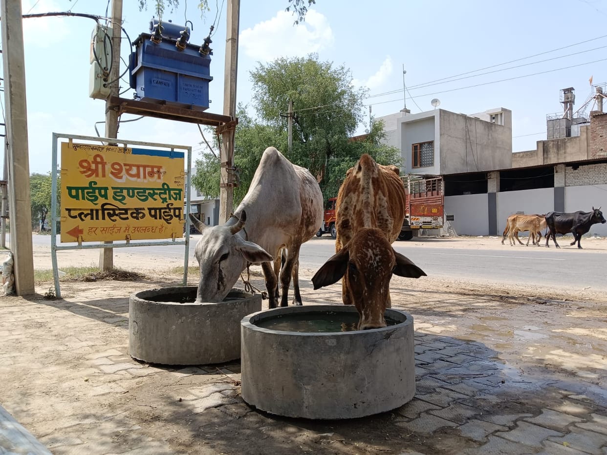 Heat is becoming severe, everyone from humans to animals are suffering.