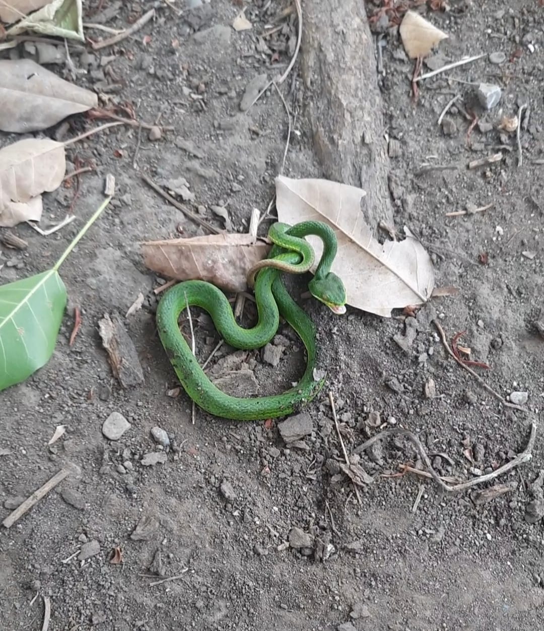 Green pit viper seen for the first time in Haldwani