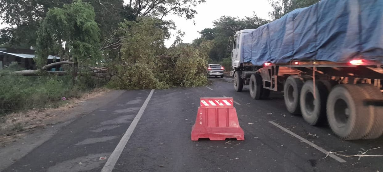 Tree fell due to storm and water, traffic disrupted