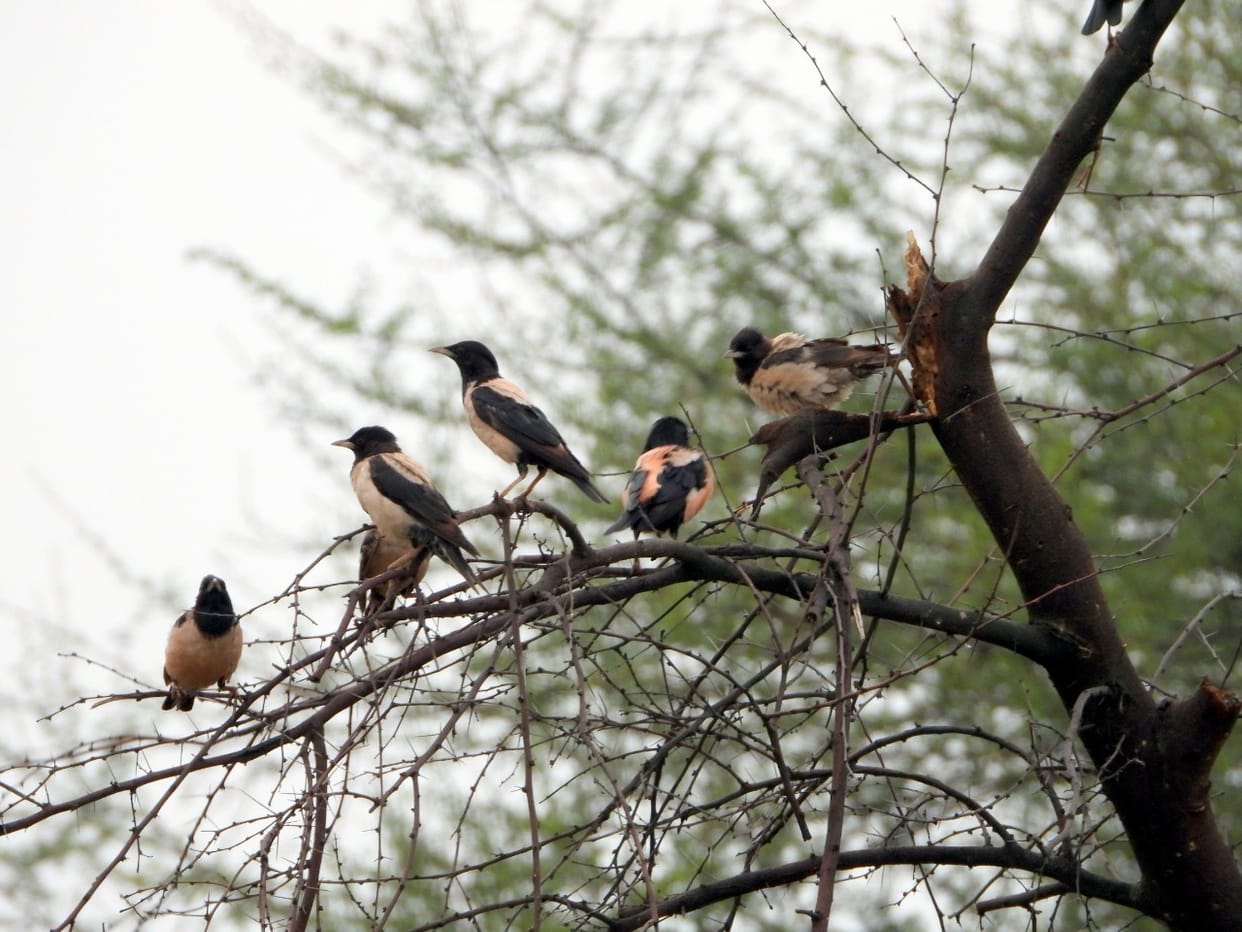 Increasing urbanization is a challenge for biodiversity, collective efforts will be useful