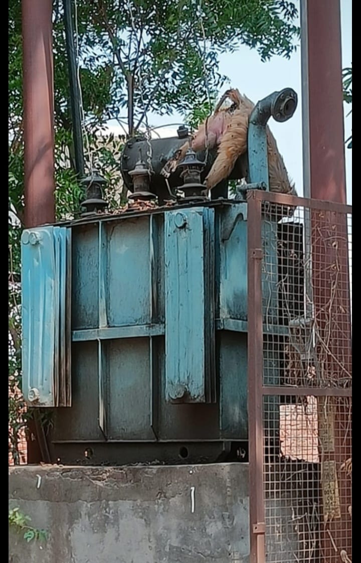Monkey dies due to electric shock, power supply stopped for three hours