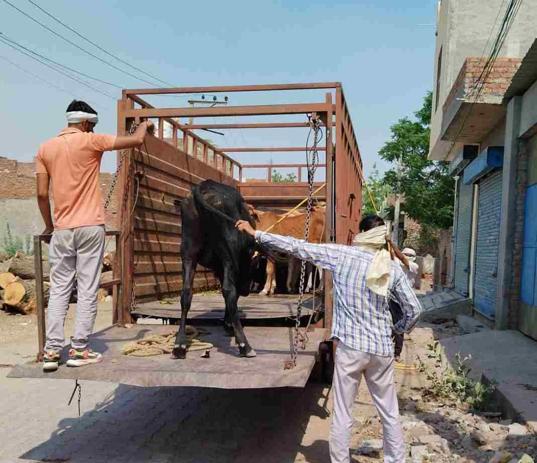 Residents of Sector 14 troubled by stray animals, corporation seized 41 cows from the city