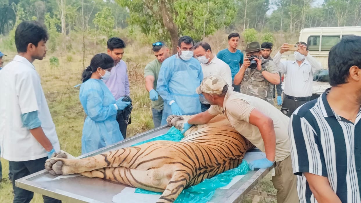 Tiger injured due to excessive bleeding dies during treatment