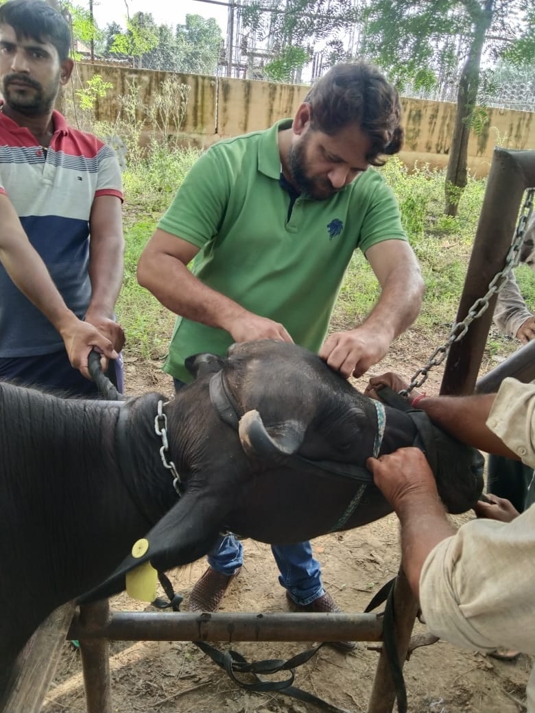 Animals panting in the scorching heat, milk production saved half