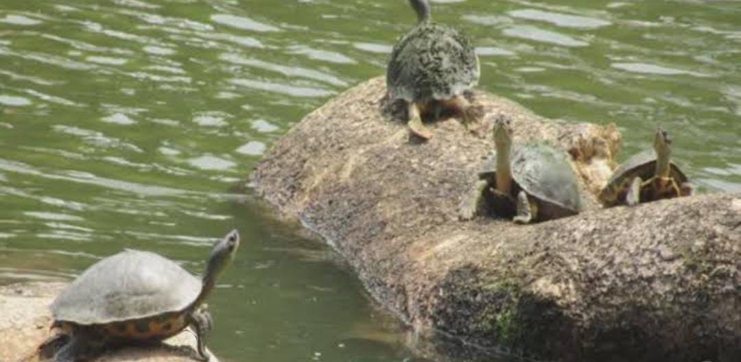 If conservation is implemented, the population of turtles will increase easily.