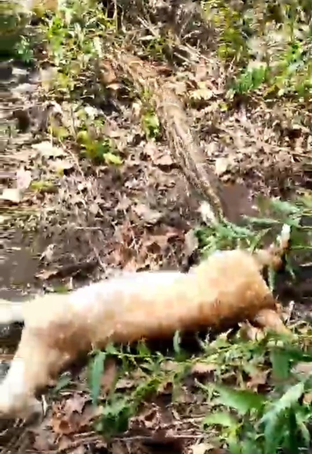 The python first killed the deer... then swallowed it