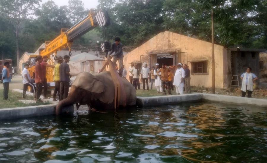 Elephant Chanchal's leg injured, is being treated with ice