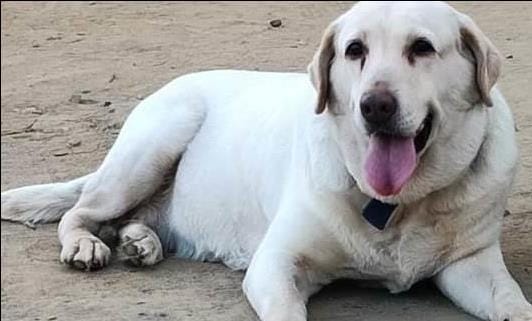 Dog squad of police fleet died, SSP gave shoulder to the funeral pyre