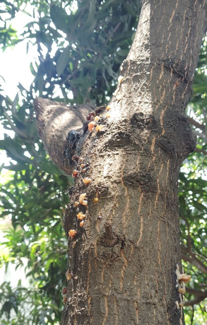 Mango trees drying up due to gummosis disease