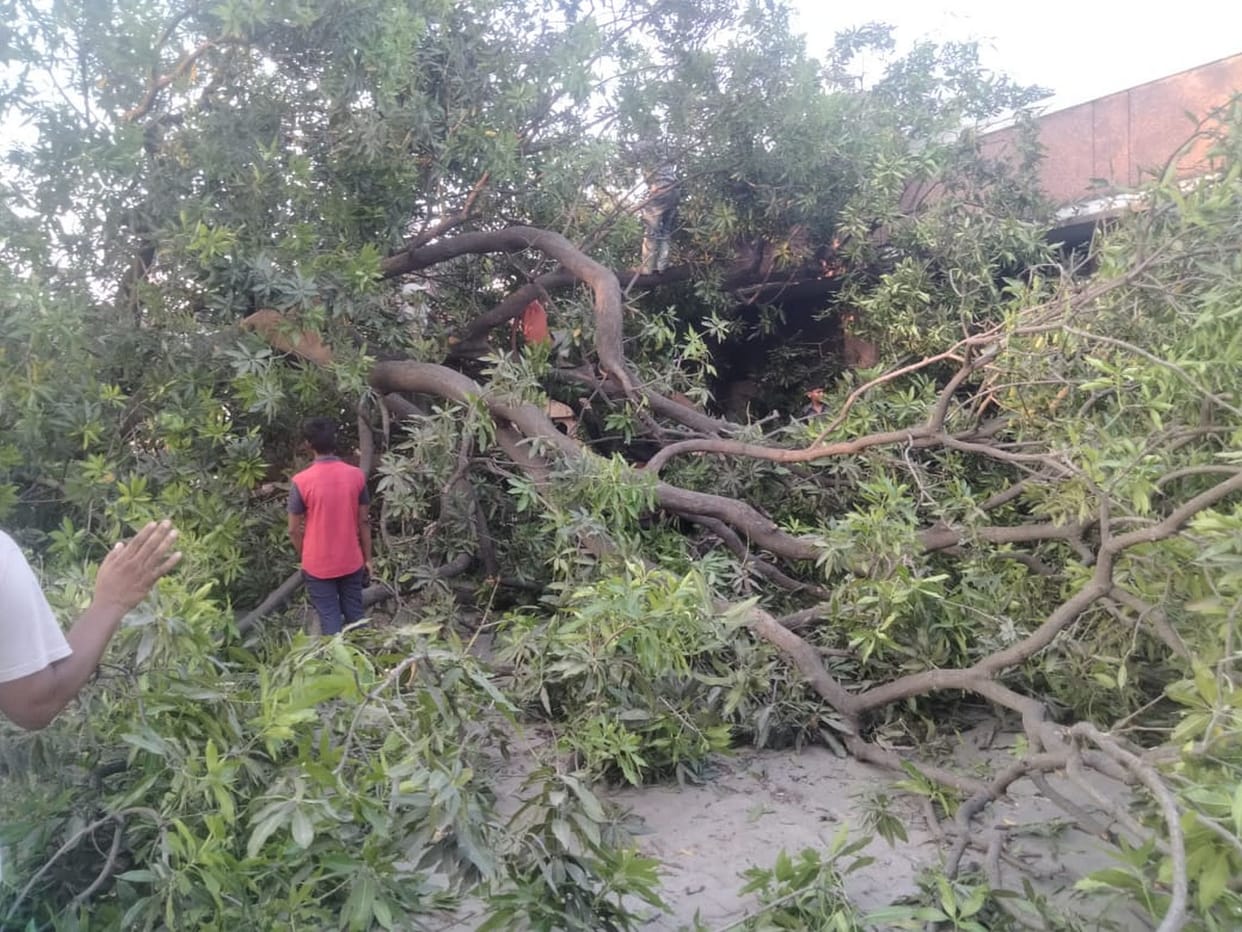 Mango tree fell in medical college, bikes damaged