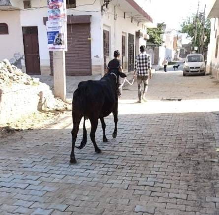 Agency employees caught the cow, it did not reach the cowshed, the owner was wandering for two months