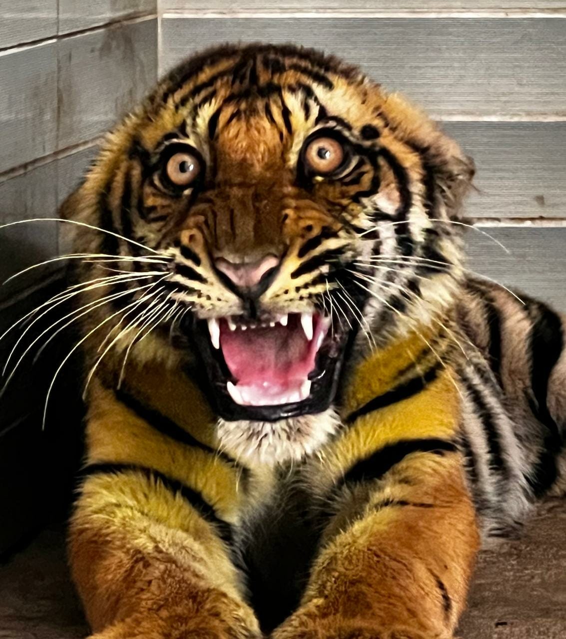 Selfie points will be made in front of stone mountains and fences in Gorakhpur Zoo.