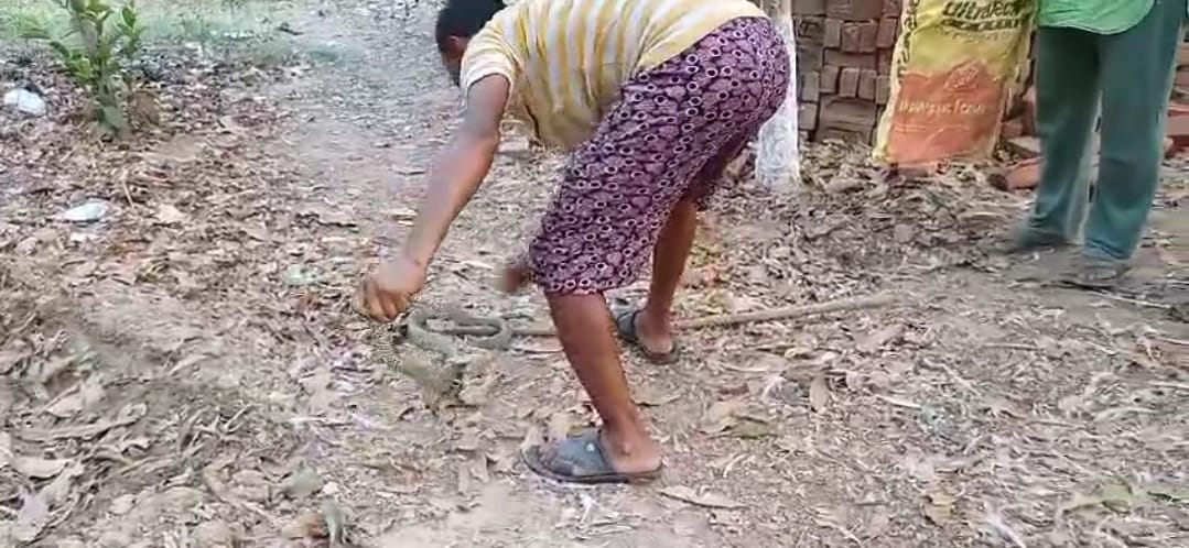 People in panic after seeing pair of snakes