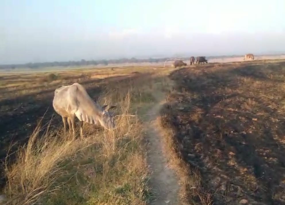Crops burnt on the banks of Pong Lake, problems increased, animals and birds also getting affected.