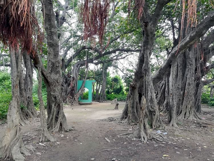 Banyan Tree Of Chandpur Included In The Heritage Tree Diary Of The 