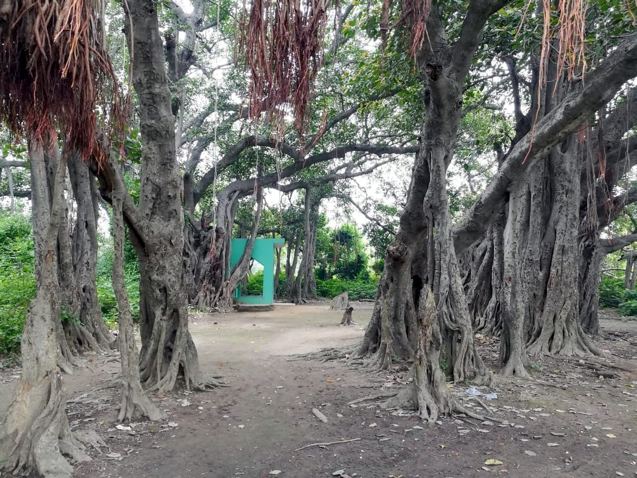 Banyan tree of Chandpur included in the heritage tree diary of the state