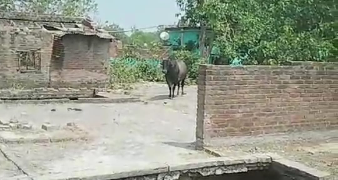 Bull climbed on roof, brought down by police and villagers