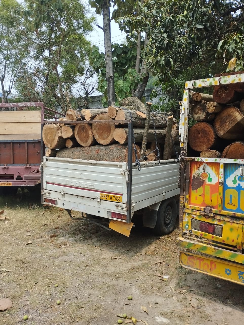 Major action by Forest Department, seven pickups laden with illegal wood seized