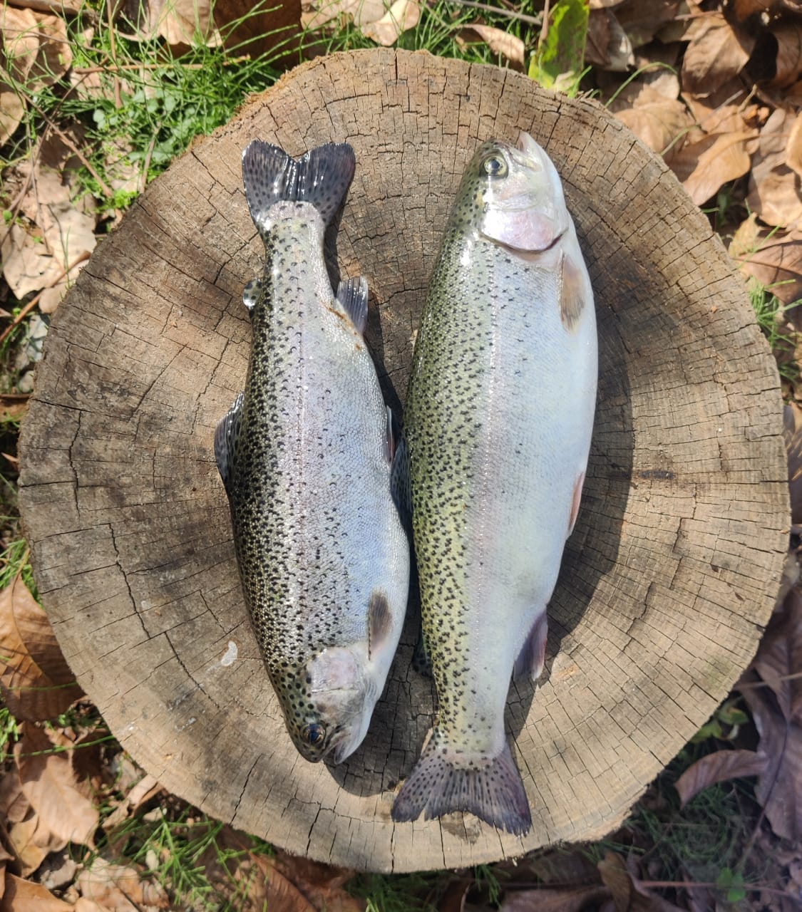 Himachal: Ban on trout fishing in the state's reservoirs, rivers and streams