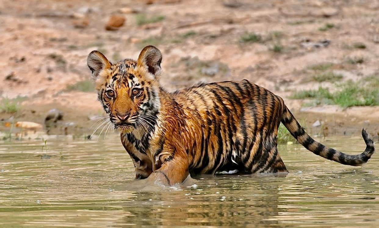 Tigress P-652 Gives Birth to Two Cubs at Dhundhua Seha, Echoes of New Life Return