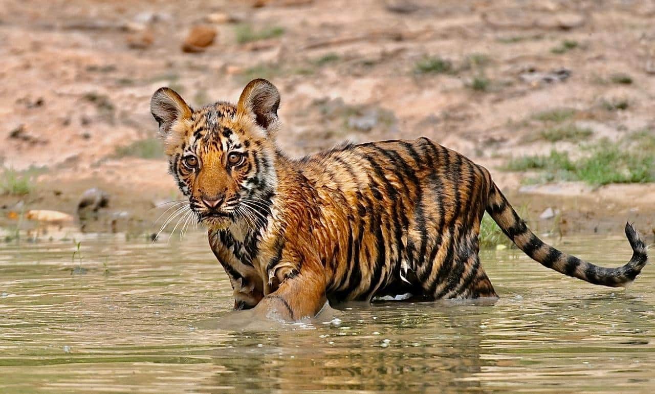 पन्ना टाइगर रिजर्व में दो शावकों का जन्म