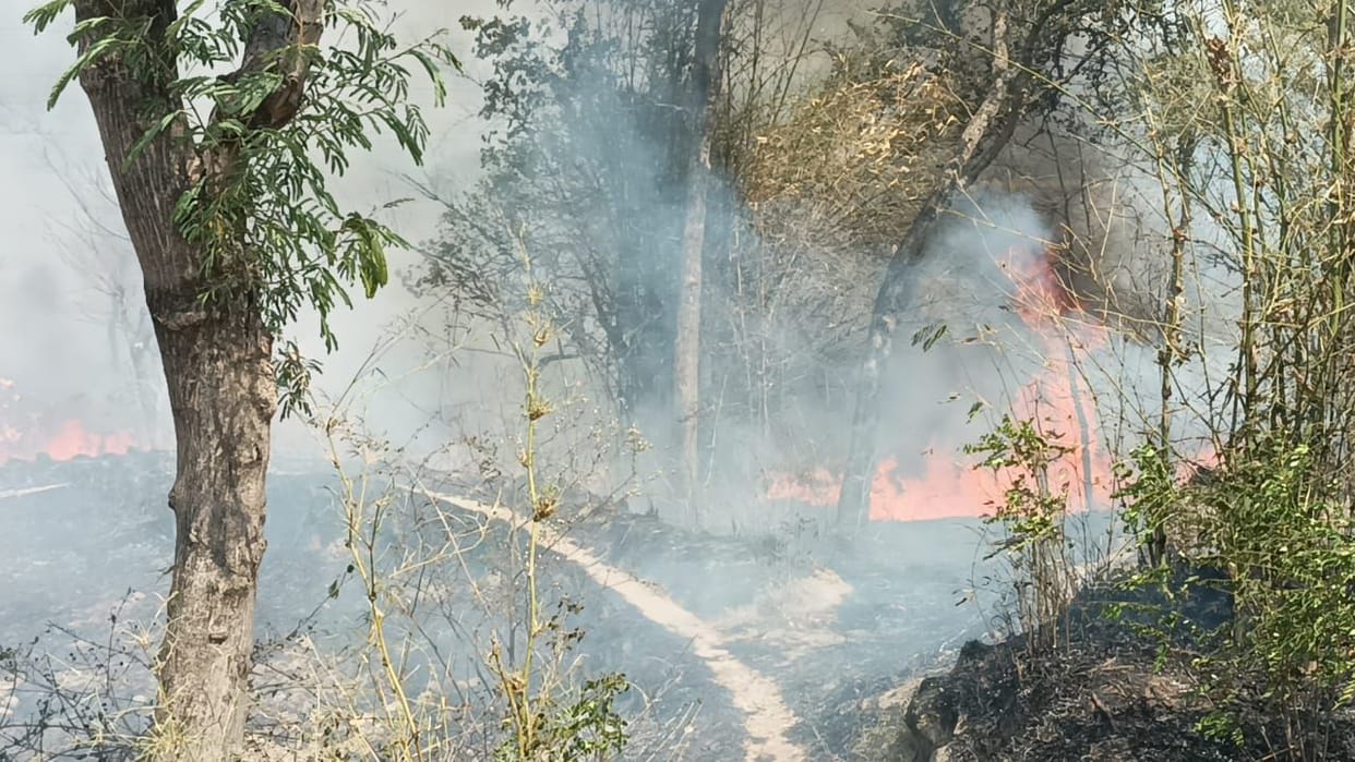 Fierce fire breaks out in Kathoh forests, forest wealth worth lakhs of rupees reduced to ashes
