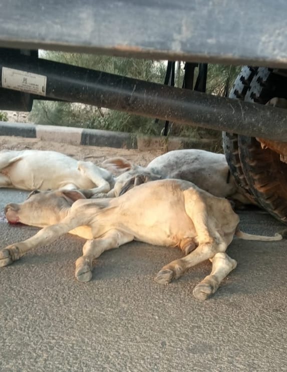 Truck going to Punjab rammed into cattle herd, 11 calves died