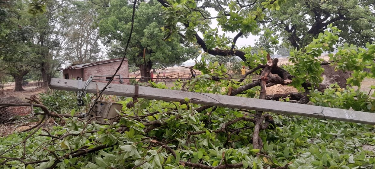 Rakshabandhan forest will be ready in Ramaipur, brothers and sisters will plant saplings