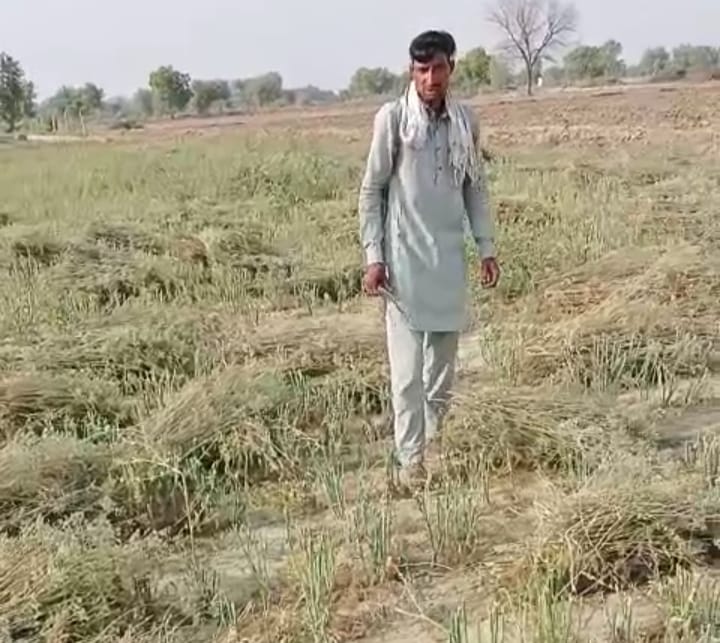 Satbir is earning lakhs of rupees by cultivating fennel in village Jodkiyan