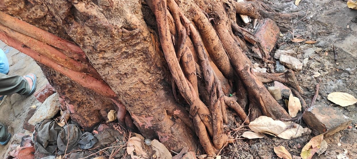 Accused of pouring acid on banyan tree, complaint to police