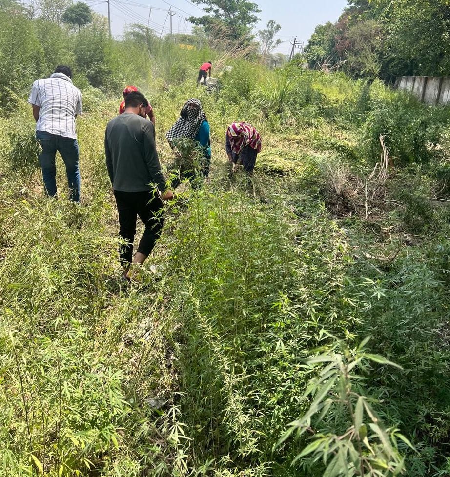 Government departments will eradicate the roots of drug addiction by uprooting cannabis plants in the state.