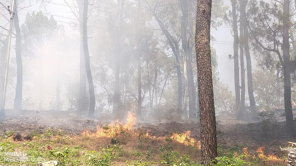 100 fruit plants burnt to ashes in Bhalwani due to forest fire