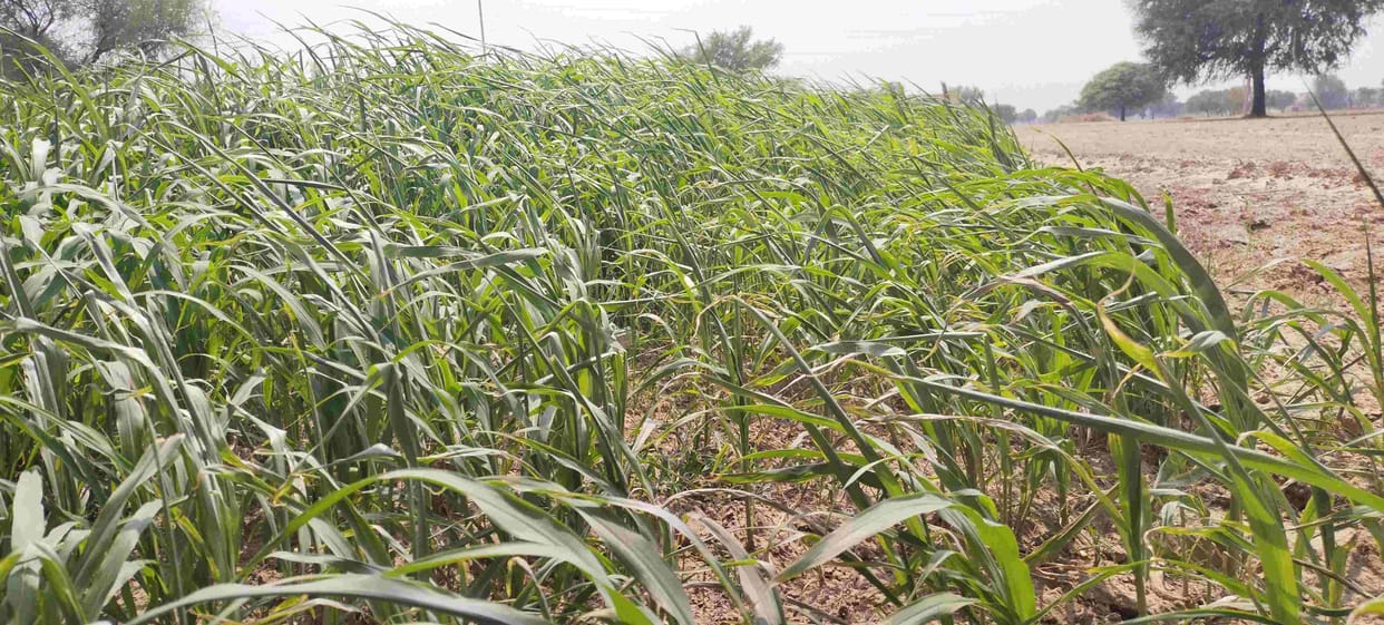 Challenge to save cotton in 50 thousand acres and vegetables in one thousand acres