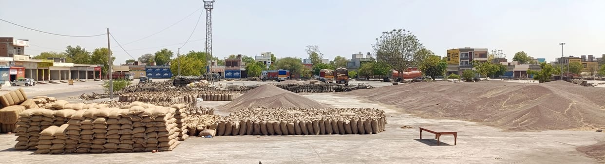 Now 55 thousand quintals of mustard missing from government procurement, suspicion of collusion between commission agents and officials