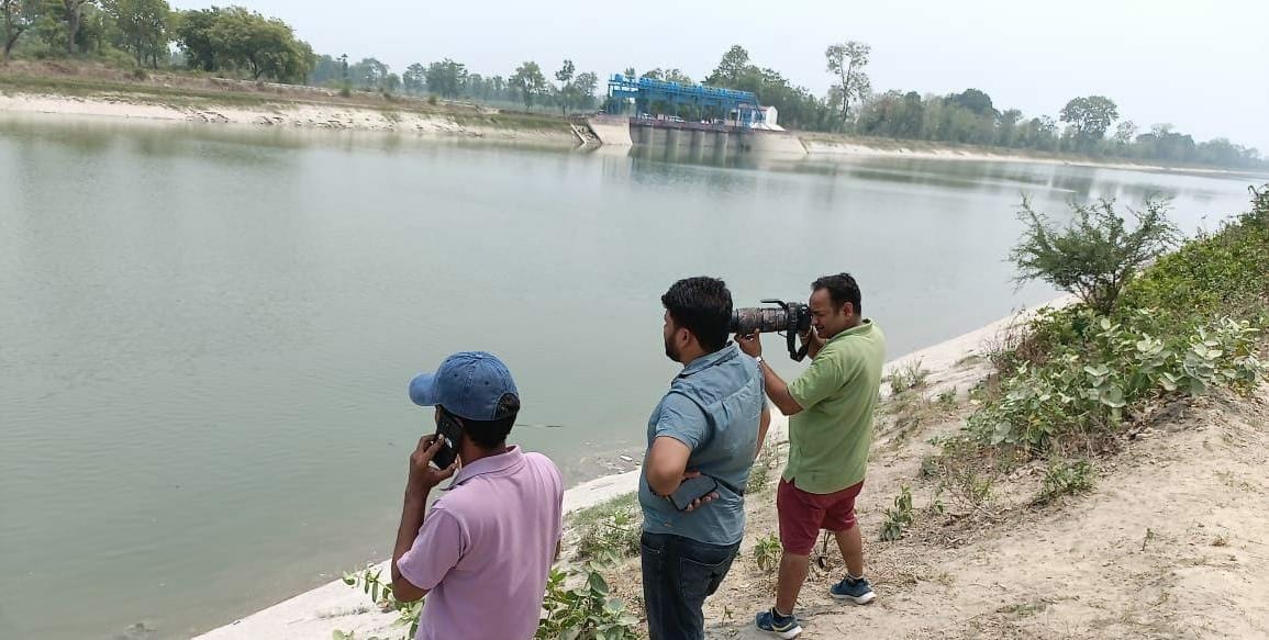 Dolphins reached their natural habitat safely