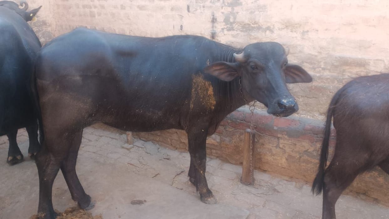 SOG Etah raided buffalo theft case